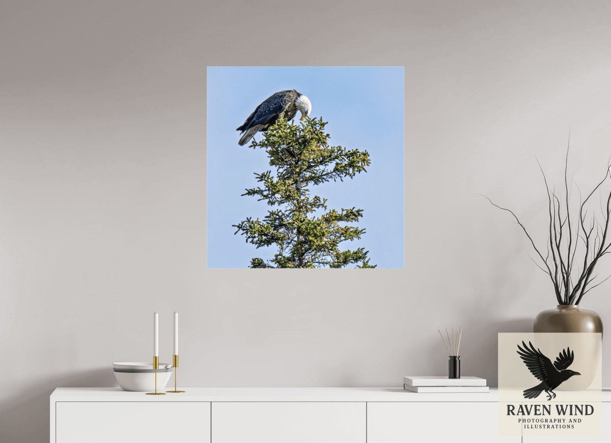 Raven Wind Photography & Illustrations-Silent Sentinel - Bald Eagle in Alaska's Pines Fine Art Wildlife Print -