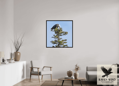 Raven Wind Photography & Illustrations-Silent Sentinel - Bald Eagle in Alaska's Pines Fine Art Wildlife Print -
