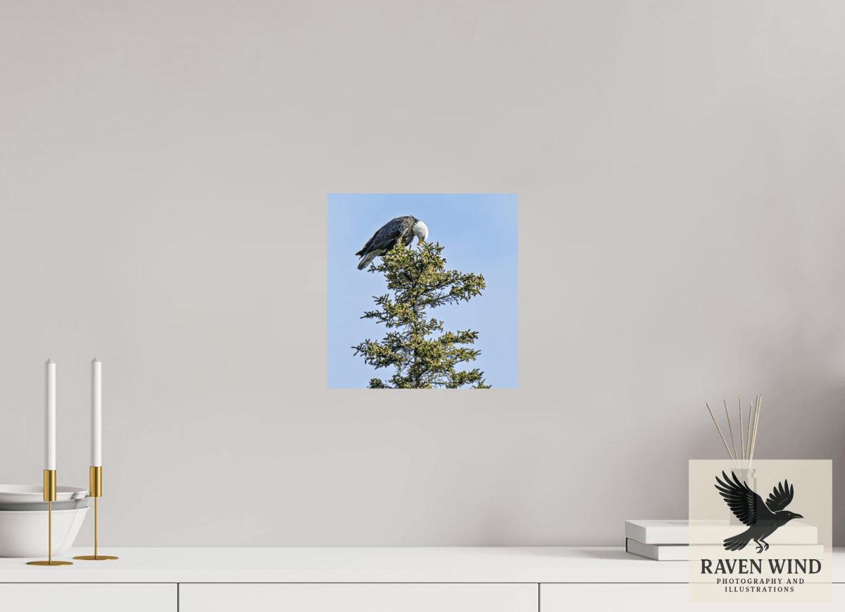 Raven Wind Photography & Illustrations-Silent Sentinel - Bald Eagle in Alaska's Pines Fine Art Wildlife Print -
