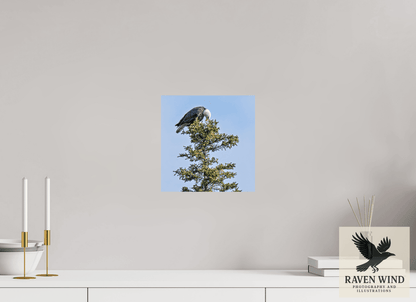 Raven Wind Photography & Illustrations-Silent Sentinel - Bald Eagle in Alaska's Pines Fine Art Wildlife Print -