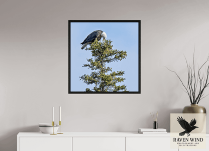 Raven Wind Photography & Illustrations-Silent Sentinel - Bald Eagle in Alaska's Pines Fine Art Wildlife Print -