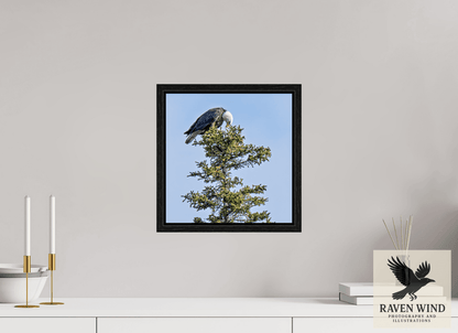 Raven Wind Photography & Illustrations-Silent Sentinel - Bald Eagle in Alaska's Pines Fine Art Wildlife Print -