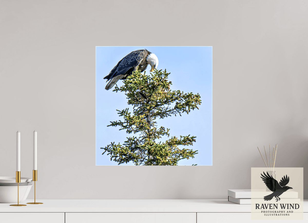 Raven Wind Photography & Illustrations-Silent Sentinel - Bald Eagle in Alaska's Pines Fine Art Wildlife Print -