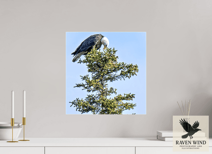 Raven Wind Photography & Illustrations-Silent Sentinel - Bald Eagle in Alaska's Pines Fine Art Wildlife Print -