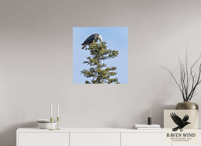 Raven Wind Photography & Illustrations-Silent Sentinel - Bald Eagle in Alaska's Pines Fine Art Wildlife Print -
