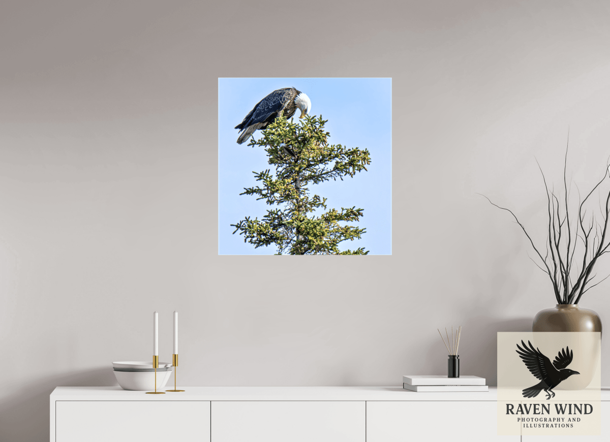 Raven Wind Photography & Illustrations-Silent Sentinel - Bald Eagle in Alaska's Pines Fine Art Wildlife Print -