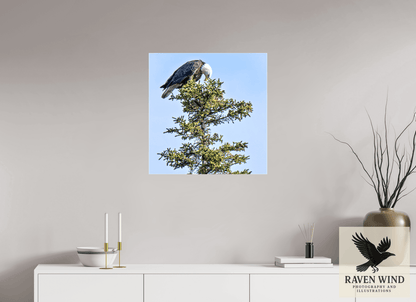 Raven Wind Photography & Illustrations-Silent Sentinel - Bald Eagle in Alaska's Pines Fine Art Wildlife Print -