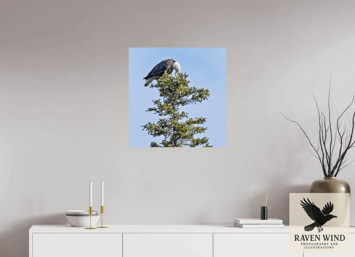 Raven Wind Photography & Illustrations-Silent Sentinel - Bald Eagle in Alaska's Pines Fine Art Wildlife Print -