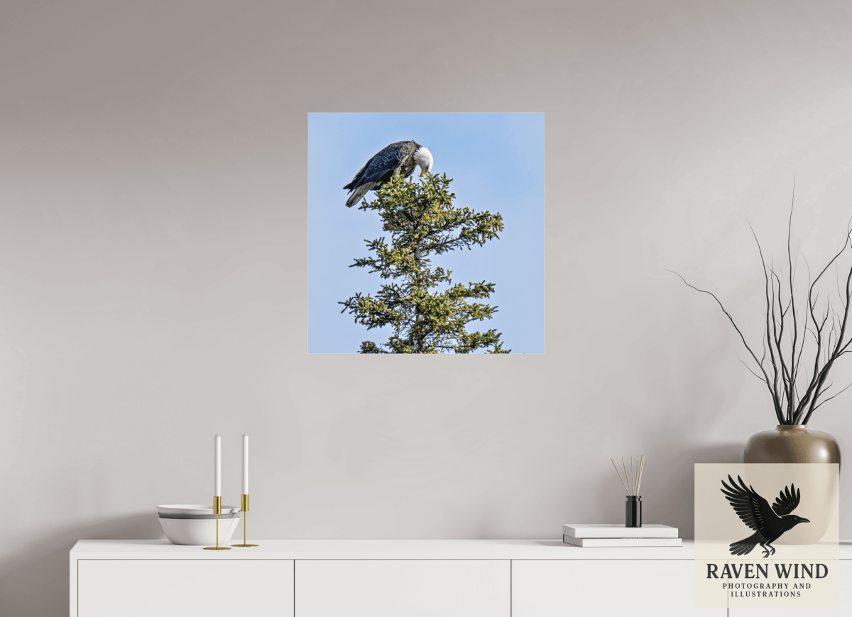 Raven Wind Photography & Illustrations-Silent Sentinel - Bald Eagle in Alaska's Pines Fine Art Wildlife Print -