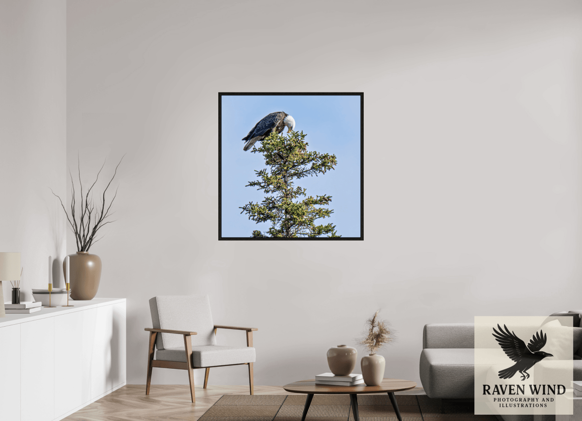 Raven Wind Photography & Illustrations-Silent Sentinel - Bald Eagle in Alaska's Pines Fine Art Wildlife Print -