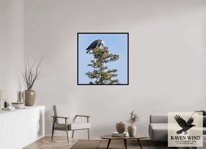Raven Wind Photography & Illustrations-Silent Sentinel - Bald Eagle in Alaska's Pines Fine Art Wildlife Print -