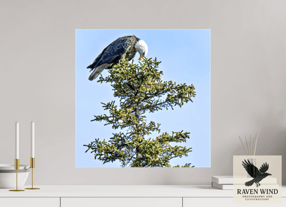 Raven Wind Photography & Illustrations-Silent Sentinel - Bald Eagle in Alaska's Pines Fine Art Wildlife Print -