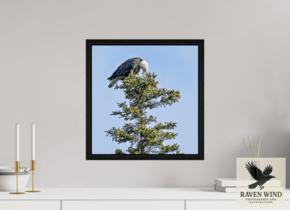 Raven Wind Photography & Illustrations-Silent Sentinel - Bald Eagle in Alaska's Pines Fine Art Wildlife Print -