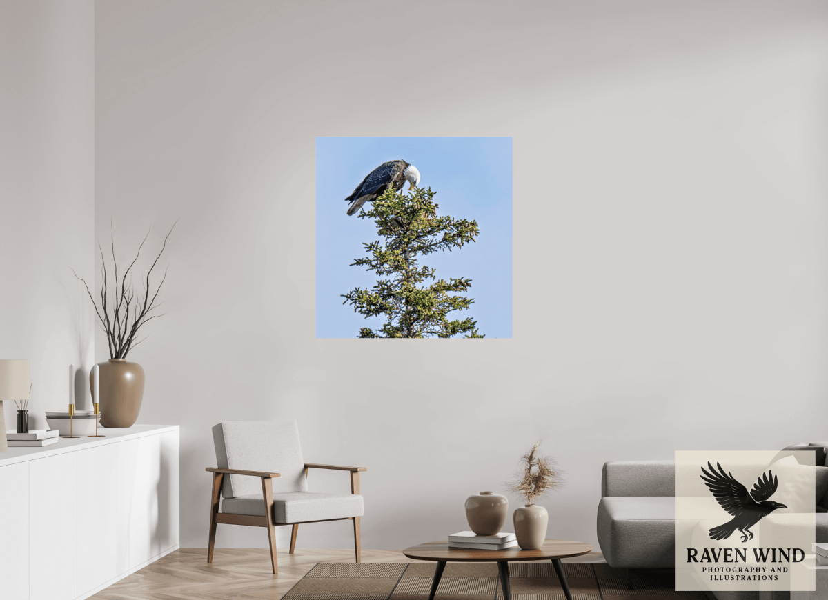 Raven Wind Photography & Illustrations-Silent Sentinel - Bald Eagle in Alaska's Pines Fine Art Wildlife Print -