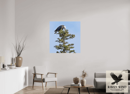 Raven Wind Photography & Illustrations-Silent Sentinel - Bald Eagle in Alaska's Pines Fine Art Wildlife Print -