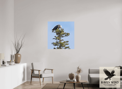 Raven Wind Photography & Illustrations-Silent Sentinel - Bald Eagle in Alaska's Pines Fine Art Wildlife Print -