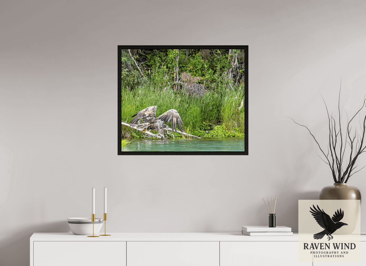 Raven Wind Photography & Illustrations-Skimming the Wild - Eagle Over the Kasilof River Fine Art Wildlife Print -