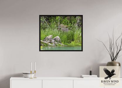 Raven Wind Photography & Illustrations-Skimming the Wild - Eagle Over the Kasilof River Fine Art Wildlife Print -