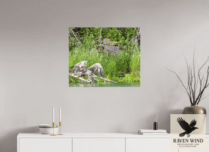 Raven Wind Photography & Illustrations-Skimming the Wild - Eagle Over the Kasilof River Fine Art Wildlife Print -