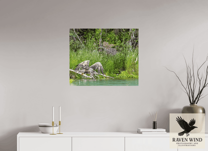Raven Wind Photography & Illustrations-Skimming the Wild - Eagle Over the Kasilof River Fine Art Wildlife Print -