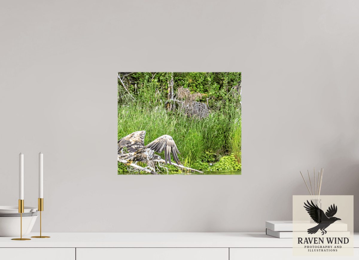 Raven Wind Photography & Illustrations-Skimming the Wild - Eagle Over the Kasilof River Fine Art Wildlife Print -