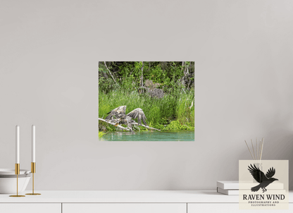 Raven Wind Photography & Illustrations-Skimming the Wild - Eagle Over the Kasilof River Fine Art Wildlife Print -