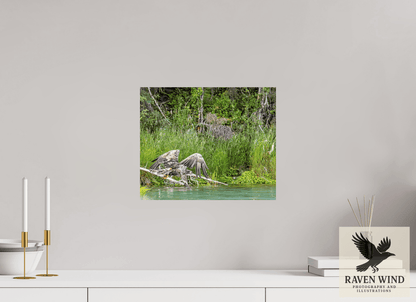 Raven Wind Photography & Illustrations-Skimming the Wild - Eagle Over the Kasilof River Fine Art Wildlife Print -
