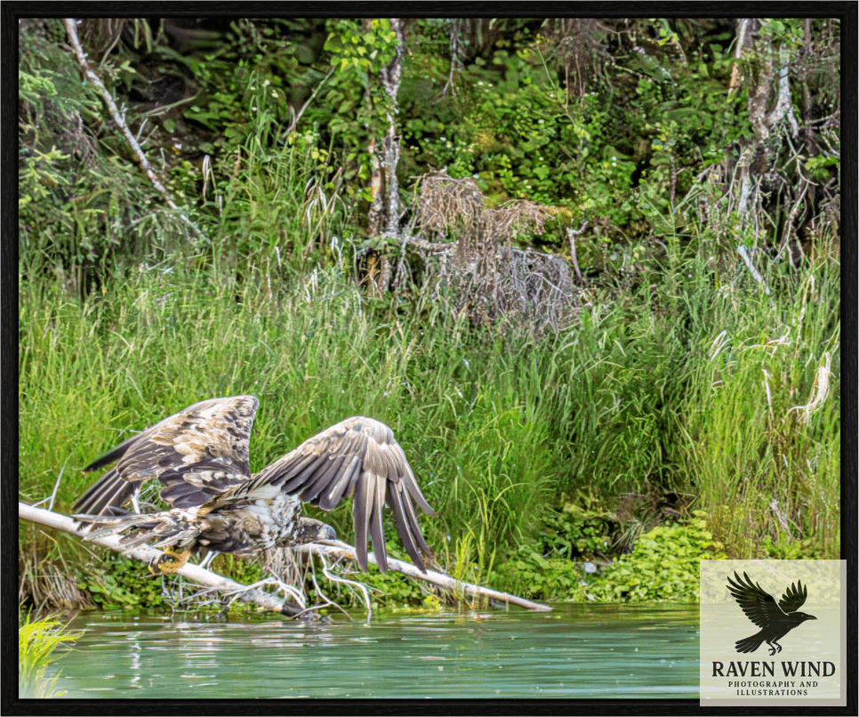 Raven Wind Photography & Illustrations-Skimming the Wild - Eagle Over the Kasilof River Fine Art Wildlife Print -