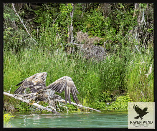 Raven Wind Photography & Illustrations-Skimming the Wild - Eagle Over the Kasilof River Fine Art Wildlife Print -