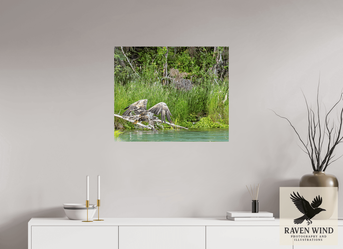 Raven Wind Photography & Illustrations-Skimming the Wild - Eagle Over the Kasilof River Fine Art Wildlife Print -