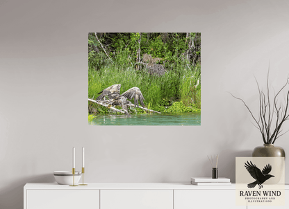 Raven Wind Photography & Illustrations-Skimming the Wild - Eagle Over the Kasilof River Fine Art Wildlife Print -