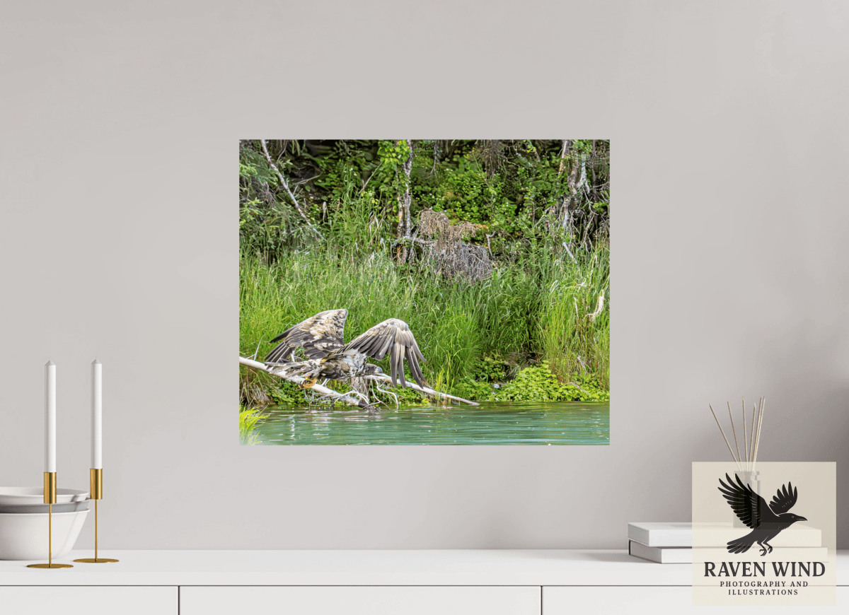 Raven Wind Photography & Illustrations-Skimming the Wild - Eagle Over the Kasilof River Fine Art Wildlife Print -