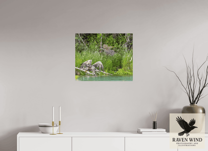 Raven Wind Photography & Illustrations-Skimming the Wild - Eagle Over the Kasilof River Fine Art Wildlife Print -