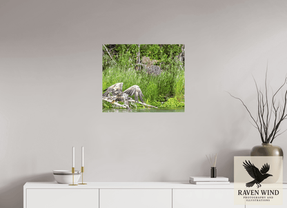 Raven Wind Photography & Illustrations-Skimming the Wild - Eagle Over the Kasilof River Fine Art Wildlife Print -