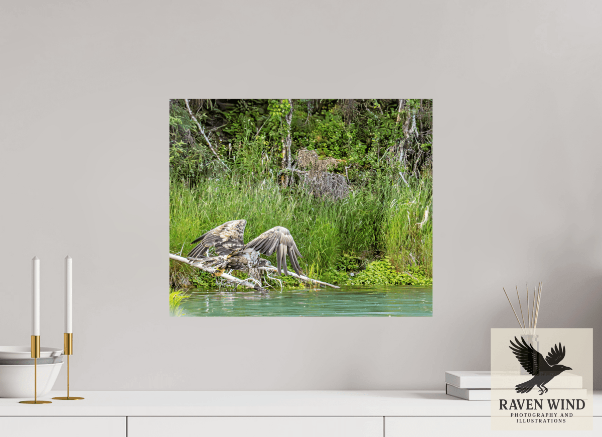 Raven Wind Photography & Illustrations-Skimming the Wild - Eagle Over the Kasilof River Fine Art Wildlife Print -