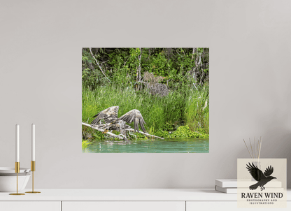 Raven Wind Photography & Illustrations-Skimming the Wild - Eagle Over the Kasilof River Fine Art Wildlife Print -