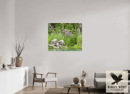 Raven Wind Photography & Illustrations-Skimming the Wild - Eagle Over the Kasilof River Fine Art Wildlife Print -