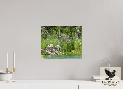 Raven Wind Photography & Illustrations-Skimming the Wild - Eagle Over the Kasilof River Fine Art Wildlife Print -