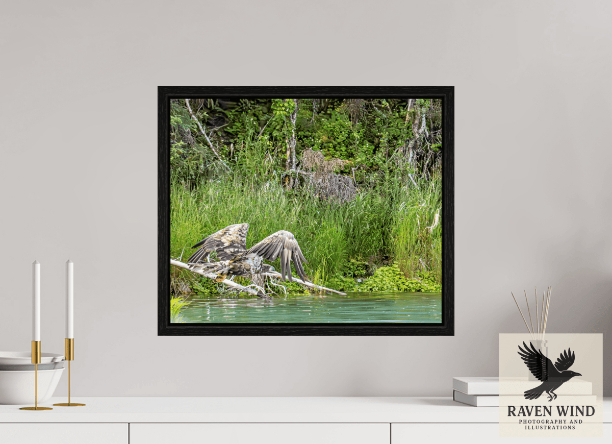 Raven Wind Photography & Illustrations-Skimming the Wild - Eagle Over the Kasilof River Fine Art Wildlife Print -
