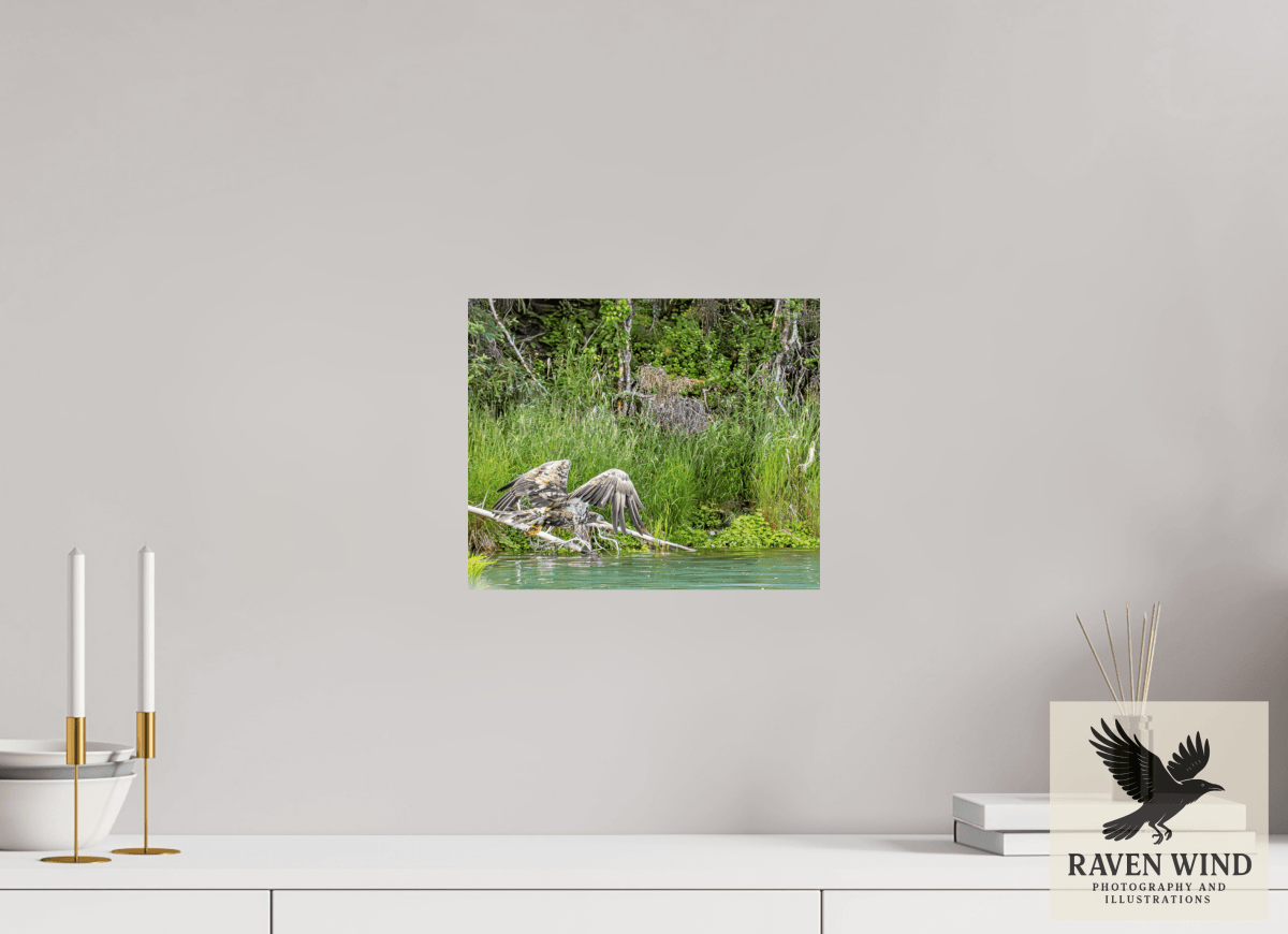 Raven Wind Photography & Illustrations-Skimming the Wild - Eagle Over the Kasilof River Fine Art Wildlife Print -