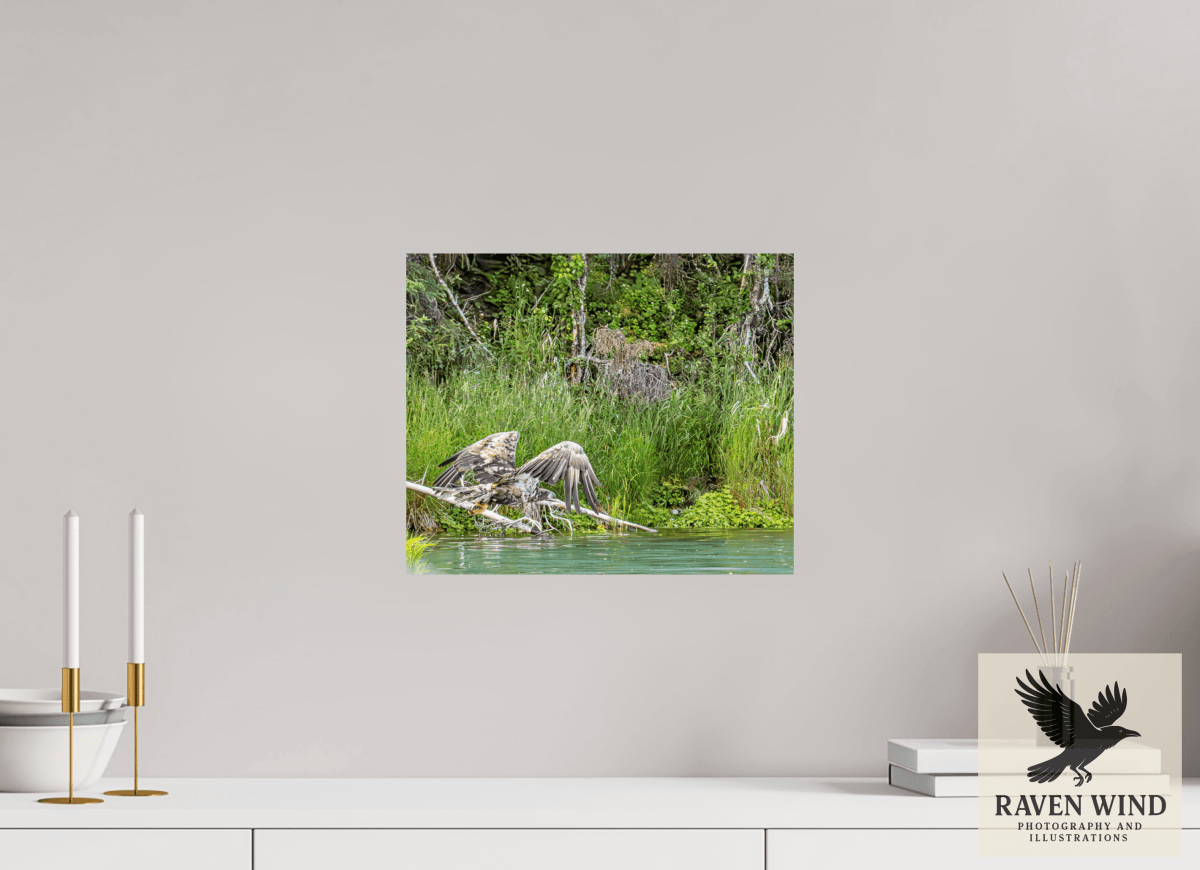 Raven Wind Photography & Illustrations-Skimming the Wild - Eagle Over the Kasilof River Fine Art Wildlife Print -