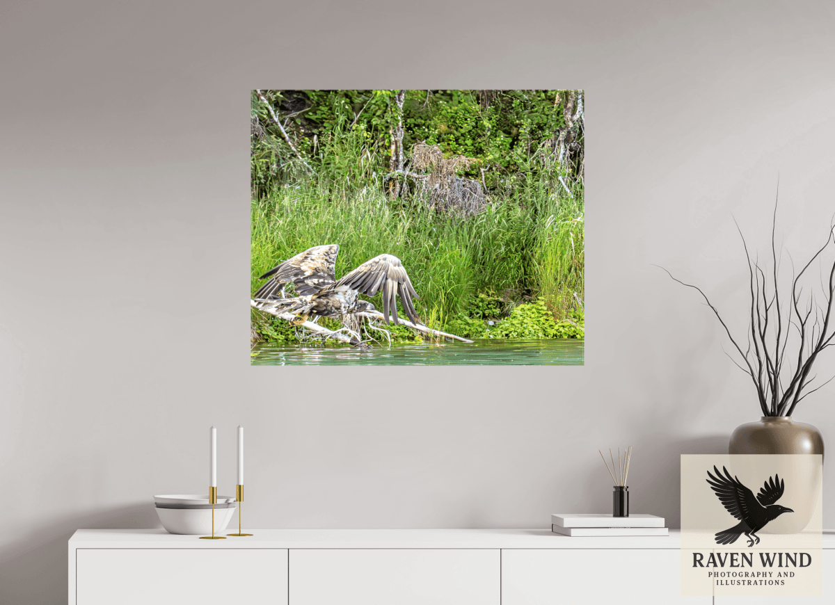 Raven Wind Photography & Illustrations-Skimming the Wild - Eagle Over the Kasilof River Fine Art Wildlife Print -
