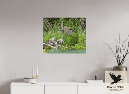 Raven Wind Photography & Illustrations-Skimming the Wild - Eagle Over the Kasilof River Fine Art Wildlife Print -