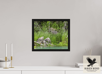 Raven Wind Photography & Illustrations-Skimming the Wild - Eagle Over the Kasilof River Fine Art Wildlife Print -