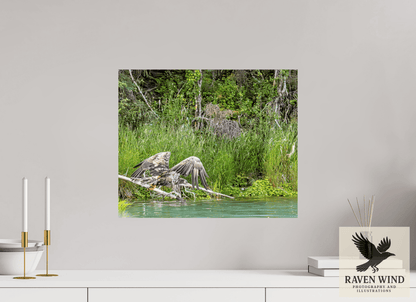 Raven Wind Photography & Illustrations-Skimming the Wild - Eagle Over the Kasilof River Fine Art Wildlife Print -