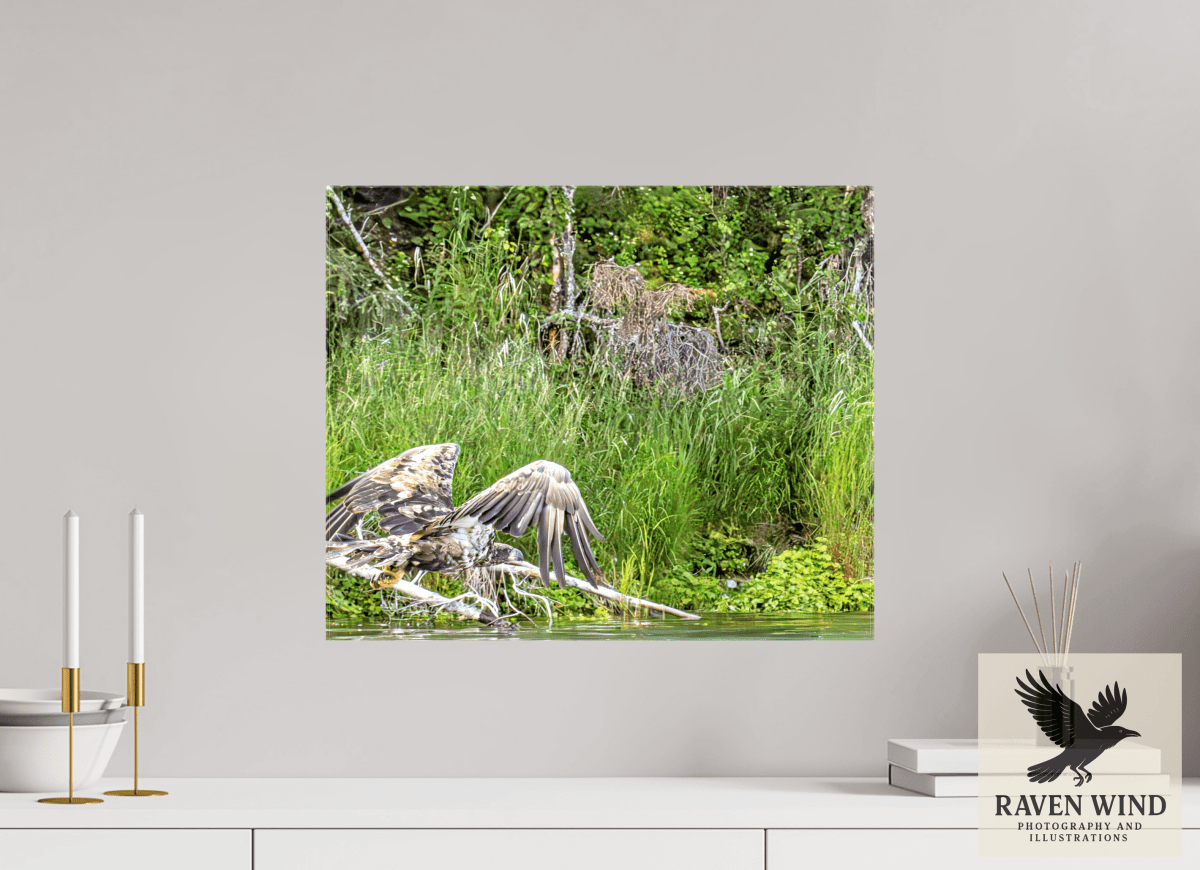 Raven Wind Photography & Illustrations-Skimming the Wild - Eagle Over the Kasilof River Fine Art Wildlife Print -