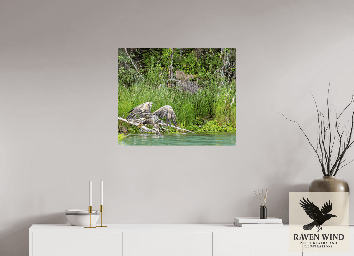 Raven Wind Photography & Illustrations-Skimming the Wild - Eagle Over the Kasilof River Fine Art Wildlife Print -