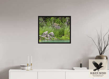 Raven Wind Photography & Illustrations-Skimming the Wild - Eagle Over the Kasilof River Fine Art Wildlife Print -