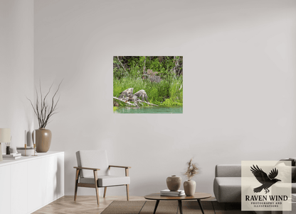 Raven Wind Photography & Illustrations-Skimming the Wild - Eagle Over the Kasilof River Fine Art Wildlife Print -