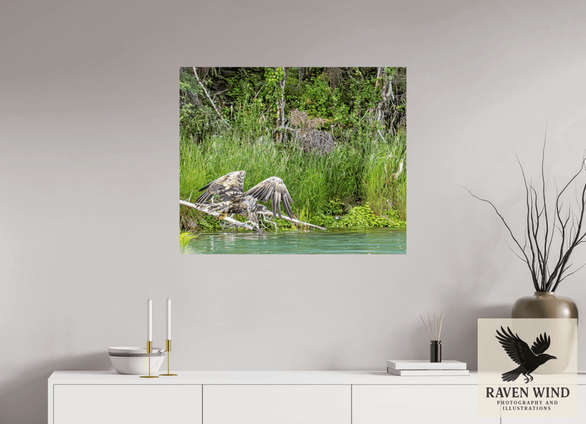 Raven Wind Photography & Illustrations-Skimming the Wild - Eagle Over the Kasilof River Fine Art Wildlife Print -